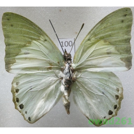Charaxes eupale (Drury, 1782) Sierra Leone100